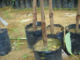 Bud Grafter Training Programme